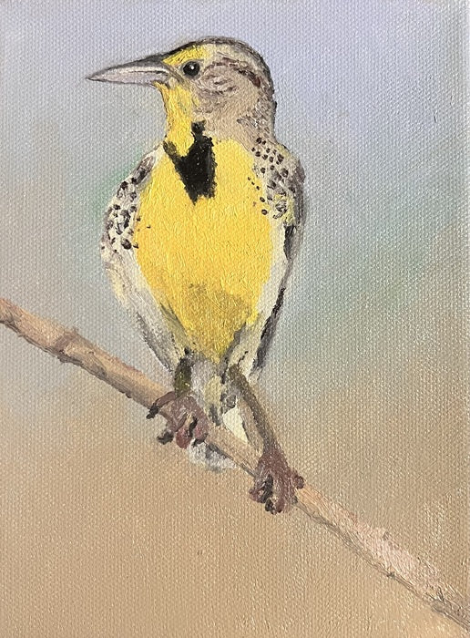 Western Meadowlark, 2024, oil on canvas, 6 x 8 in. / 15.24 x 20.32 cm.