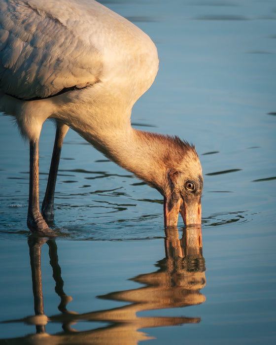 Celebrity Bird, 2025, photo print, 14 x 11 in. / 35.56 x 27.94 cm.