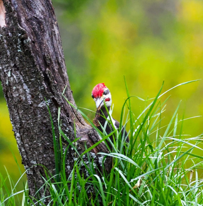 Pileated Pecking, 2025, photography, 8 x 8 in. / 20.32 x 20.32 cm.
