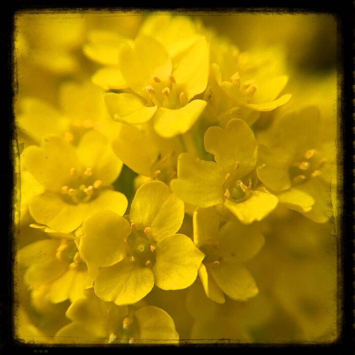 Basket of Gold, 2025, photography, 6 x 6 in. / 15.24 x 15.24 cm.
