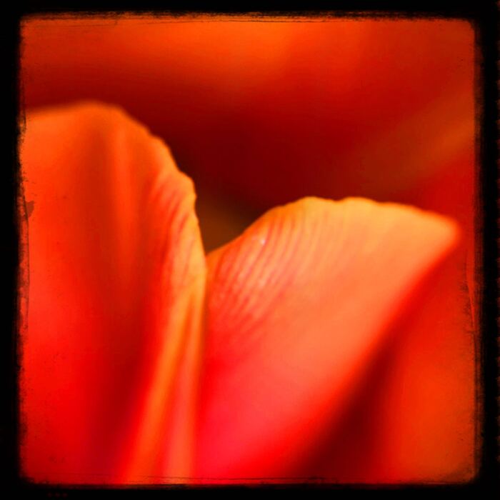 Tulip Petals, 2025, photography, 6 x 6 in. / 15.24 x 15.24 cm.