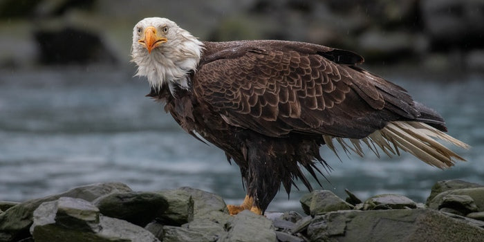 Bald Eagle Stare, 2025, digital photograph, 11 x 14 in. / 27.94 x 35.56 cm.