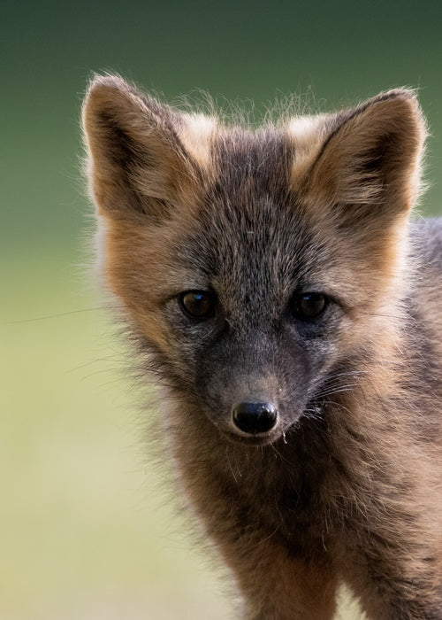 Kit Stare, 2025, digital photograph, 11 x 14 in. / 27.94 x 35.56 cm.