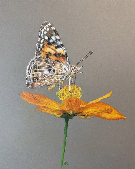 Painted Lady, 2025, colored pencil, 12 x 9 in. / 30.48 x 22.86 cm.