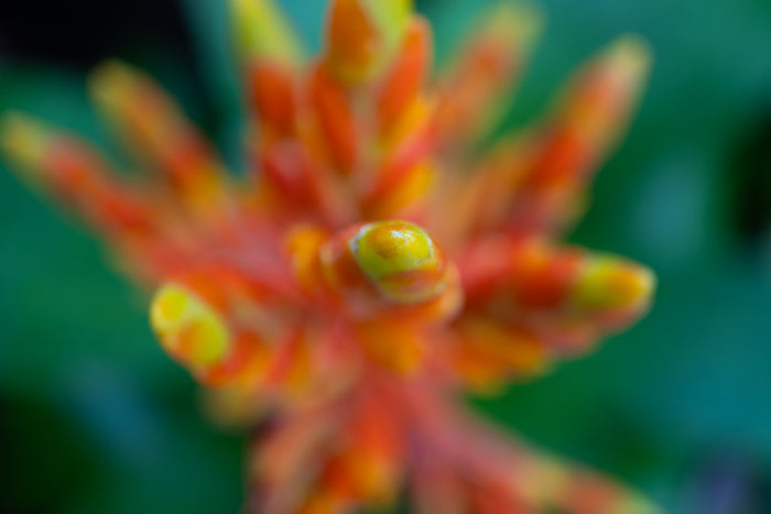 Abstraction in Nature #8, 2024, digital photography, 12 x 18 in. / 30.48 x 45.72 cm.