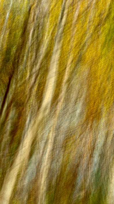 Birch Trees, 2025, photography, 80 x 45 cm. / 31.4 x 17.7 in.