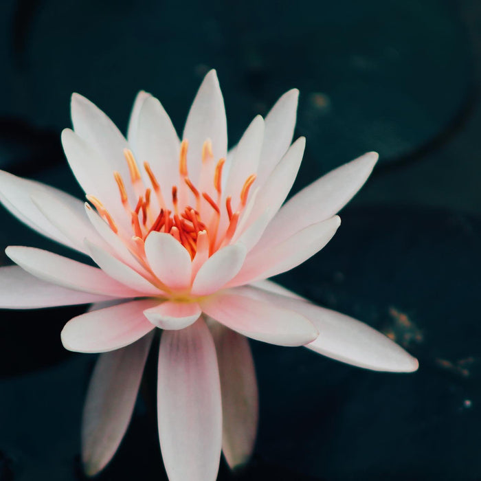 We Only Wear Pink on Wednesdays, 2022, photography, 6 x 6 in. / 15.24 x 15.24 cm.