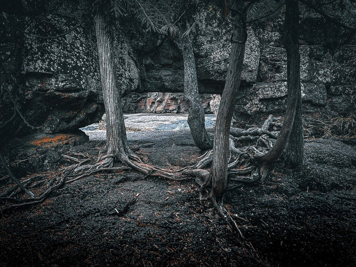 Foundation We Root Into, 2025, canvas print with pigment inks, 21 x 27 in. / 53.34 x 68.58 cm.