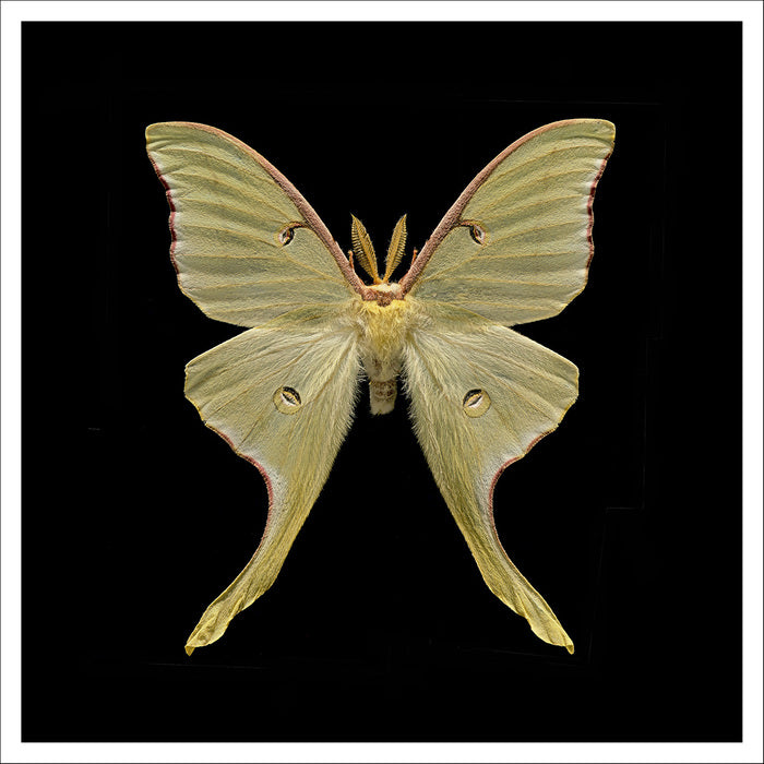 Actias Luna Moth, 2022, archival giclee print, 30 x 30 in. / 76.2 x 76.2 cm.