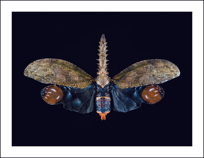 Cathedra Serrata Lanternfly, 2025, archival giclee print, 24 x 18 in. / 60.96 x 45.72 cm.