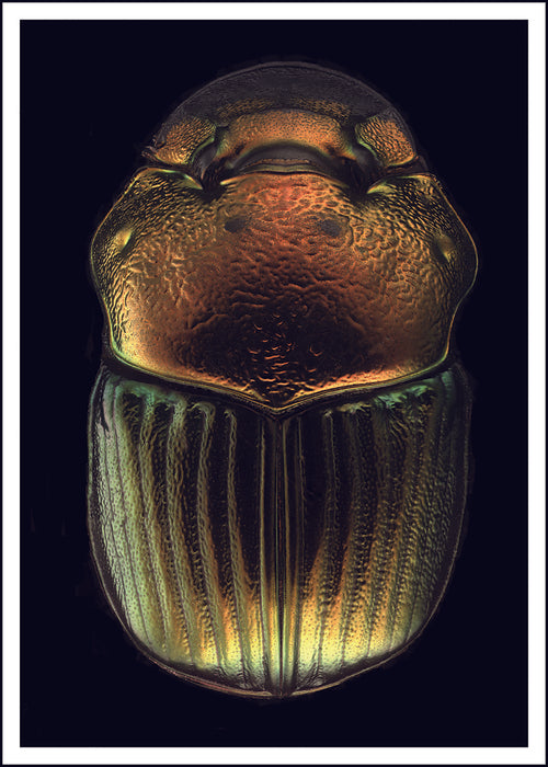 Phanaeus Demon Scarab Beetle, 2025, archival giclee print, 24 x 18 in. / 60.96 x 45.72 cm.