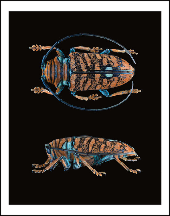 Sternotomies Amabilis, 2025, archival giclee print, 24 x 18 in. / 60.96 x 45.72 cm.