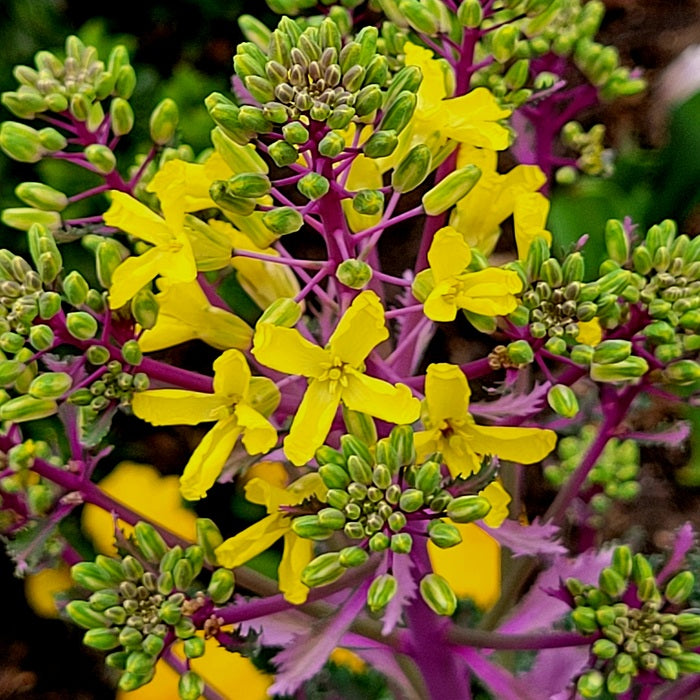 Blooming Purple Cabbage, 2024, photography, 6 x 6 in. / 15.24 x 15.24 cm.