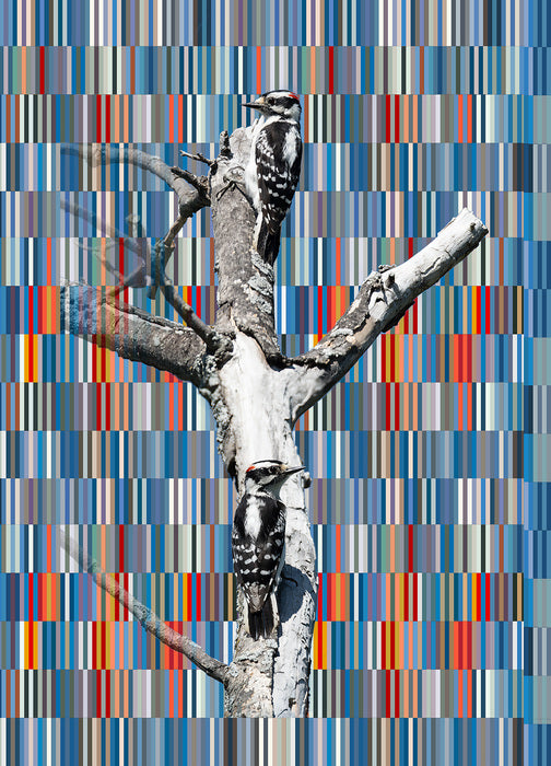 Downy, 2026, digital photography, 28 x 21 in. / 71.12 x 53.34 cm.