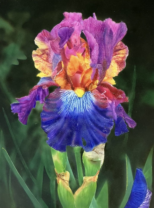 Bearded Iris, 2025, mixed media, 10 x 13 in. / 25.4 x 33.02 cm.