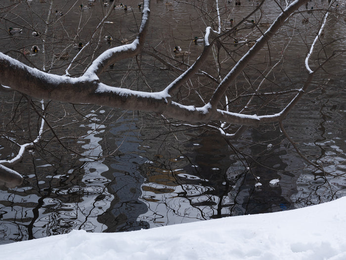 Snowy Branch 1, 2026, archival photographic print, 16 x 20 in. / 40.64 x 50.8 cm.