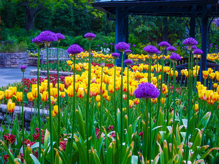 Allium Gladiator, 2022, photography, 20 x 30 in. / 50.8 x 76.2 cm.