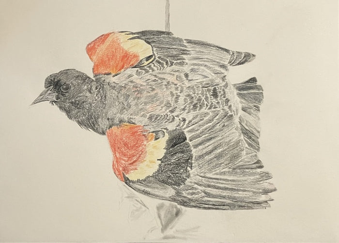 Red-Winged Blackbird, 2026, graphite and colored pencil, 8 x 11 in. / 20.32 x 27.94 cm.
