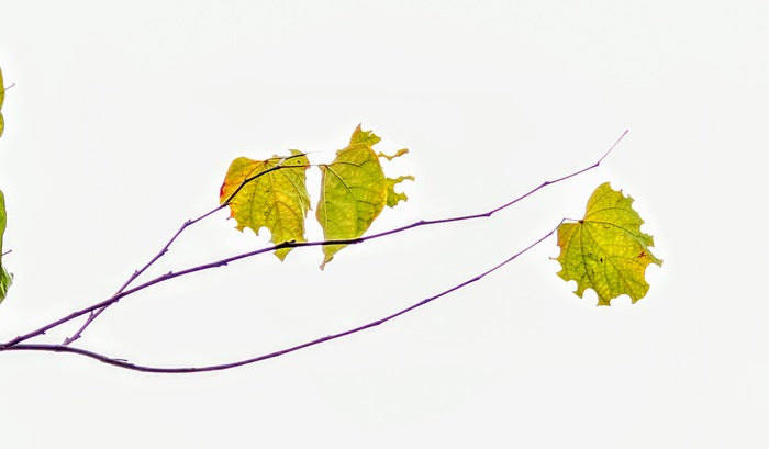 Eaten Leaf, 2025, photography, 17 x 11 in. / 43.18 x 27.94 cm.
