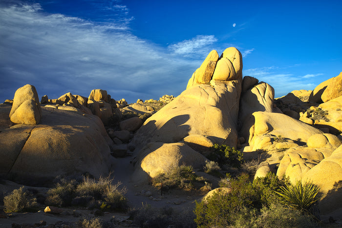 Alighting, Joshua Tree NP, 2026, archival pigment print, 13 x 19 in. / 33.02 x 48.26 cm.