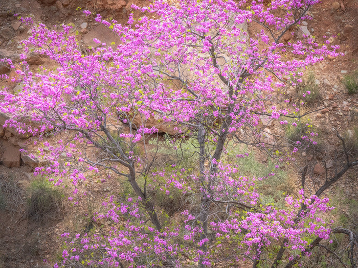 Canyon Confetti, 2025, archival pigment print, 16 x 20 in. / 40.64 x 50.8 cm.