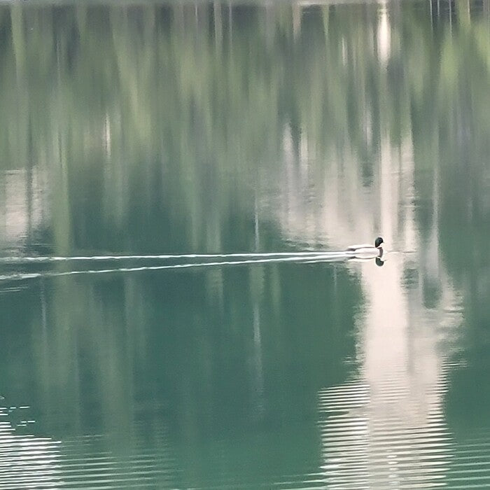 Duck and Wake, 2025, digital photography, 16 x 16 in. / 40.64 x 40.64 cm.