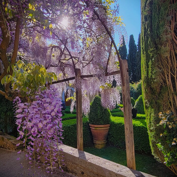 Purple Majesty 2, 2025, digital photography, 16 x 16 in. / 40.64 x 40.64 cm.