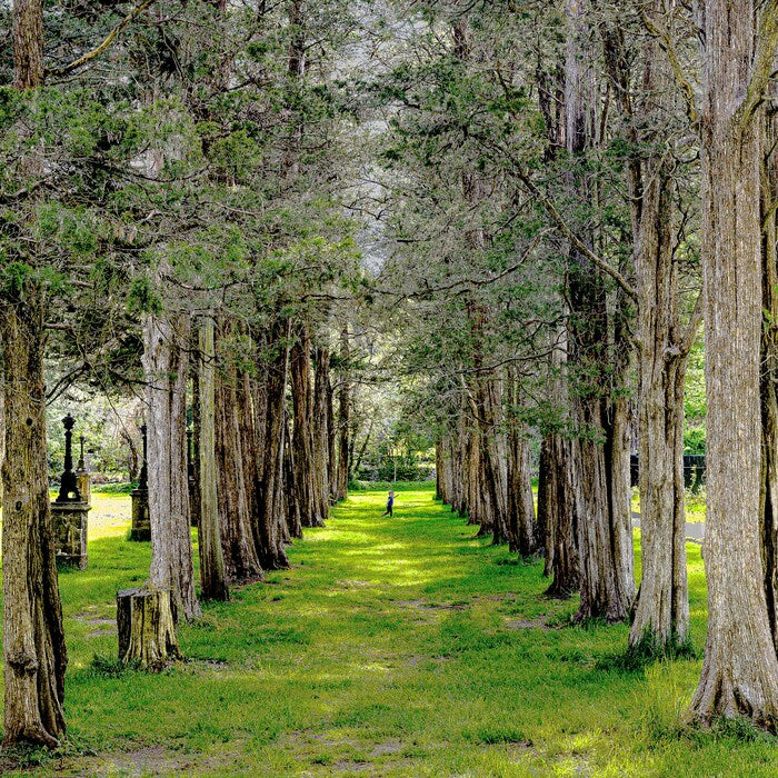Tree Row, 2026, photo rag paper, 16 x 16 in. / 40.64 x 40.64 cm.