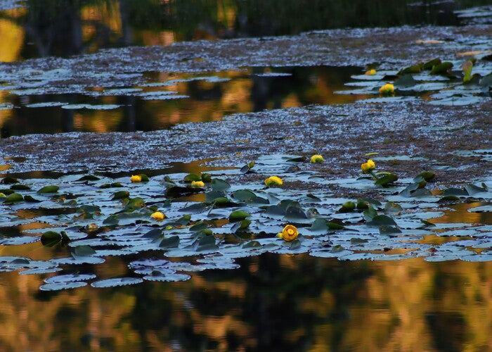 Alaskan Lily Pond, 2024, photography, 20 x 24 in. / 50.8 x 60.96 cm.