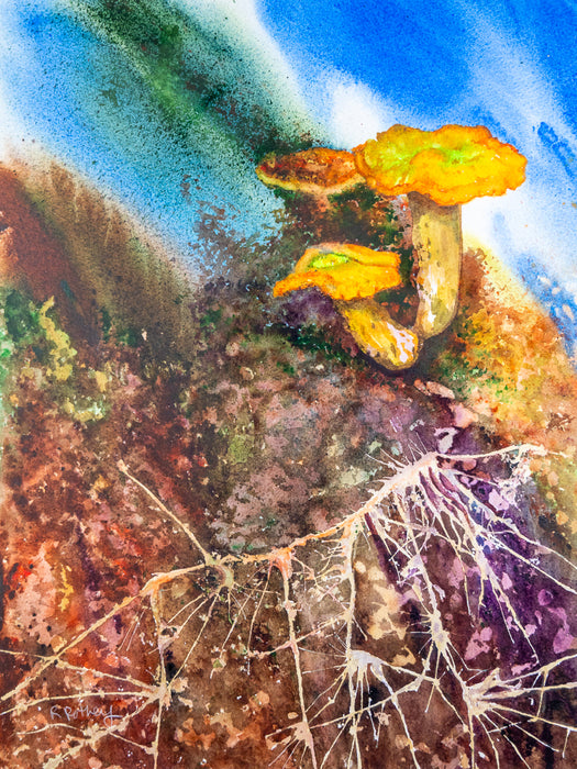 Jack-o-Lantern, Mycelium Imagined, 2025, watercolor, 13 x 22 in. / 33.02 x 55.88 cm.