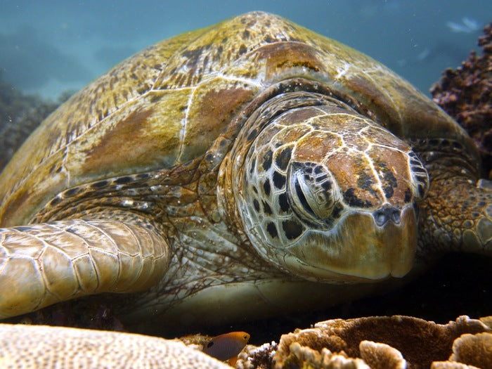 Green Sea Turtle, 2018, digital photography, 12 x 12 in. / 30.48 x 30.48 cm.