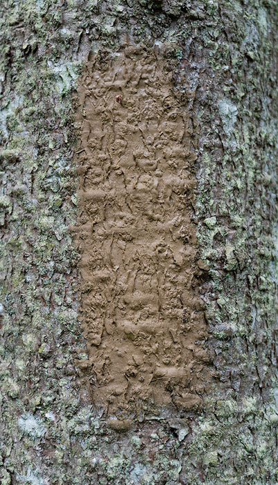 Blaze: Subtle, 2025, photography on watercolor paper, 30 x 20 in. / 76.2 x 50.8 cm.