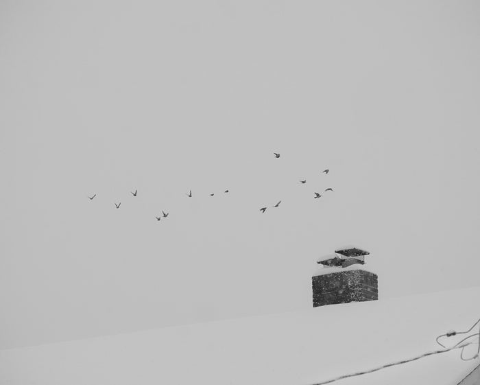 Cloud of Birds, 2024, photography, 7 x 6 in. / 17.78 x 15.24 cm.