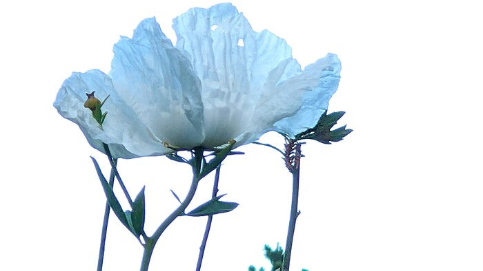 Blue Poppy A, 2026, photography, 17 x 11 in. / 43.18 x 27.94 cm.