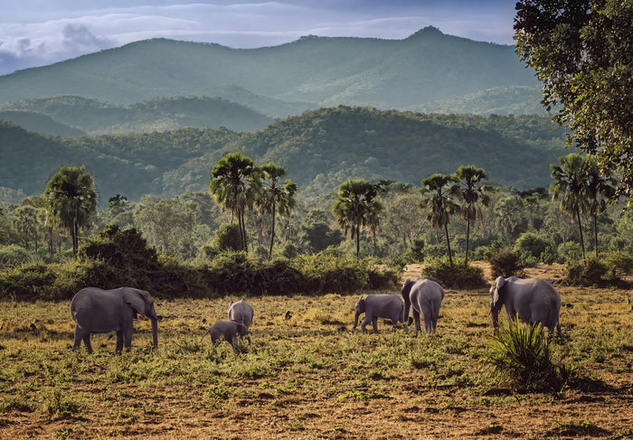 Landscape with Elephants, Zambia, 2026, archival print, 24 x 17 in. / 60.96 x 43.18 cm.