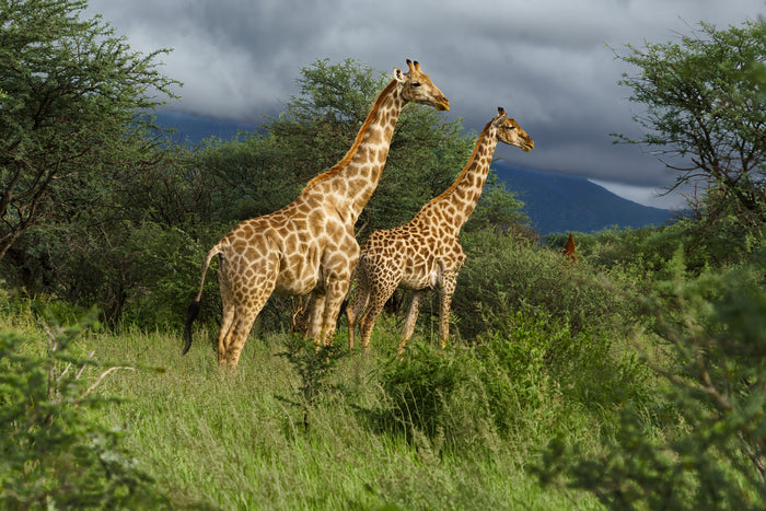Giraffes Greet the Morning, 2026, archival print, 16 x 24 in. / 40.64 x 60.96 cm.