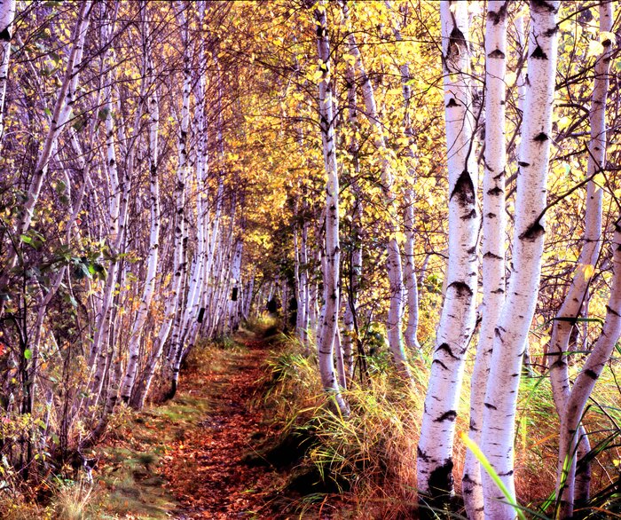 Acadia National Park, 2009, digital photography, 36 x 42 in. / 91.44 x 106.68 cm.