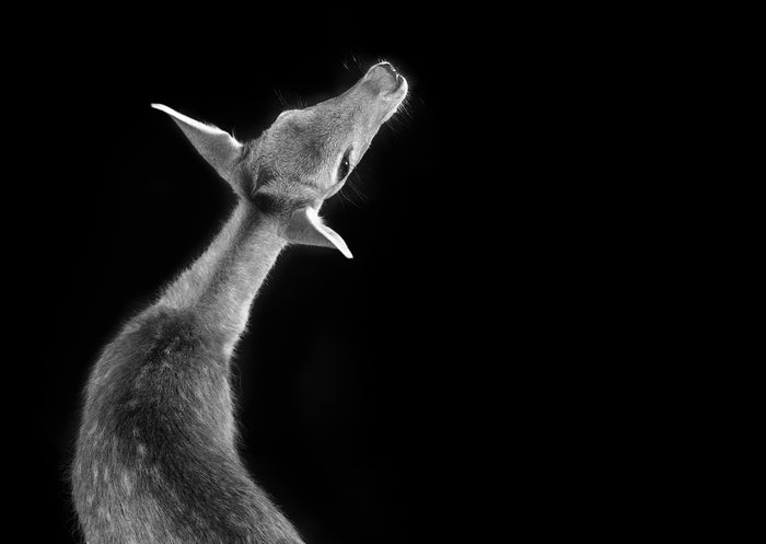 Animalia - Fallow Fawn, 2023, archival pigment print, 14 x 20 in. / 35.56 x 50.8 cm.