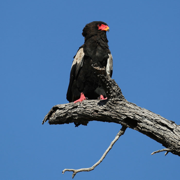 Bateleur, 2018, photography, 13 x 13 in. / 33.02 x 33.02 cm.