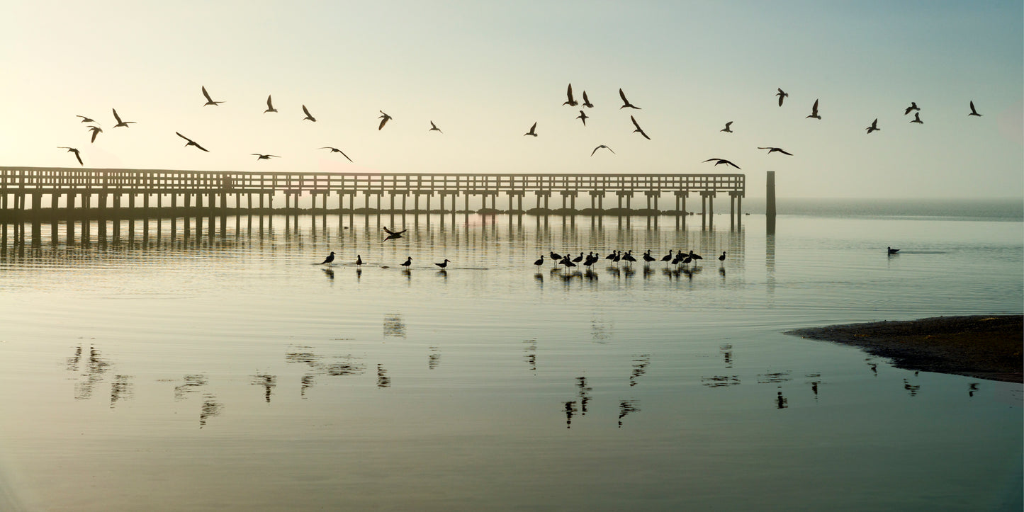 Black Skimmer Ballet #1, 2024, archival print, 12 x 24 in. / 30.48 x 60.96 cm.