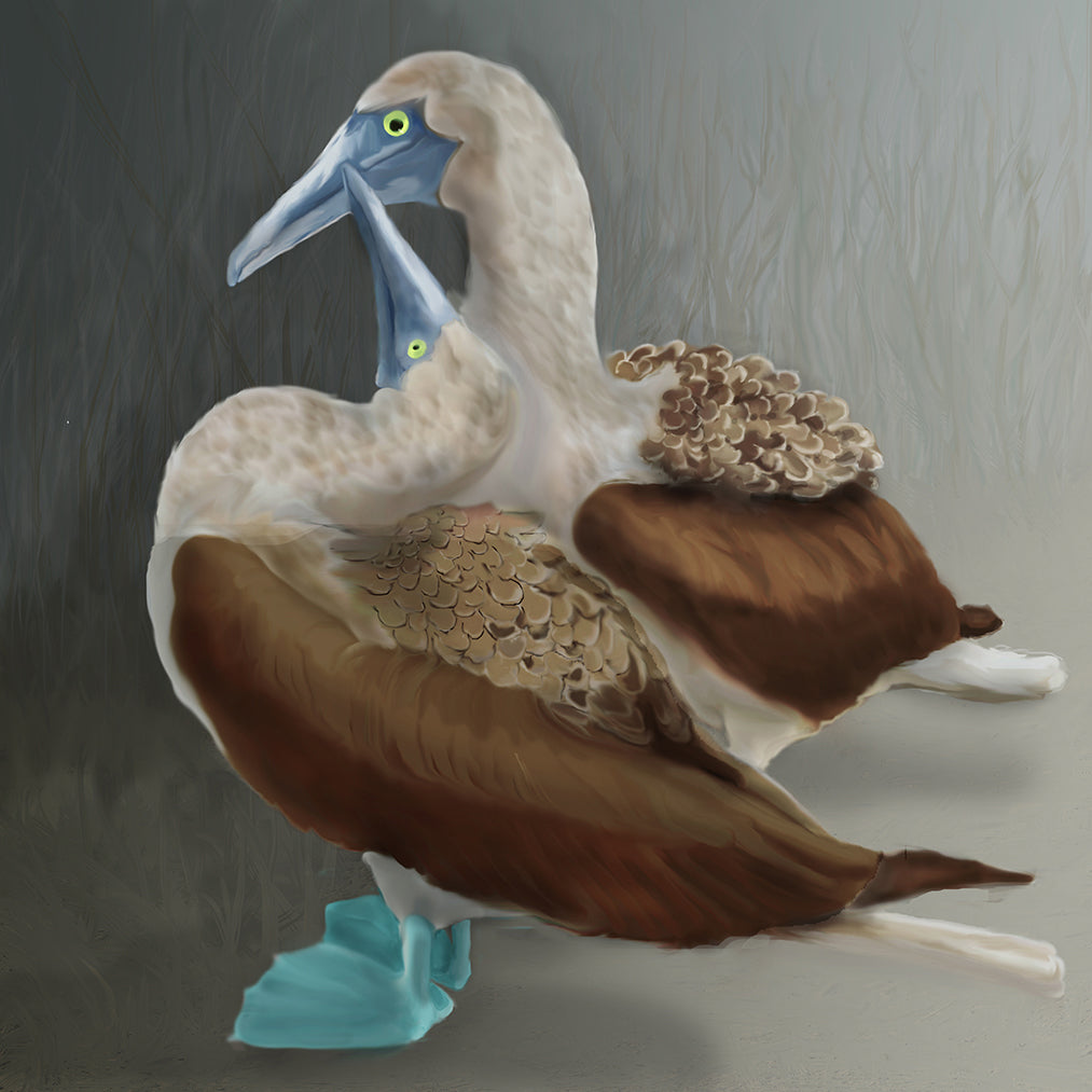Bluefooted Booby Cooing, 2025, graphic watercolor, 12 x 12 in. / 30.48 x 30.48 cm.