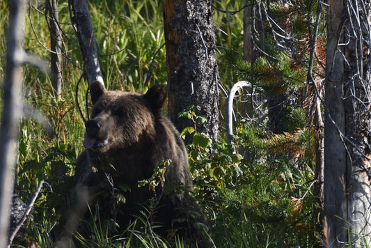 Brown Bear, Yellowstone, 2022, photograph, 16 x 20 in. / 40.64 x 50.8 cm.