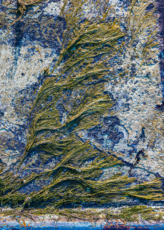 HotSour Algae, 2022, photography on canvas, 24 x 36 in. / 60.96 x 91.44 cm.