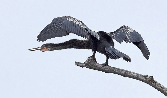 Call of the Wild (Anhinga), 2020, archival pigment print, 9 x 6 in. / 22.86 x 15.24 cm.