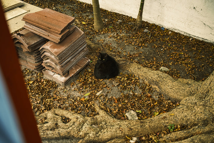 Cleopatra, Miami, 2024, digital photography, 30 x 40 in. / 76.2 x 101.6 cm.