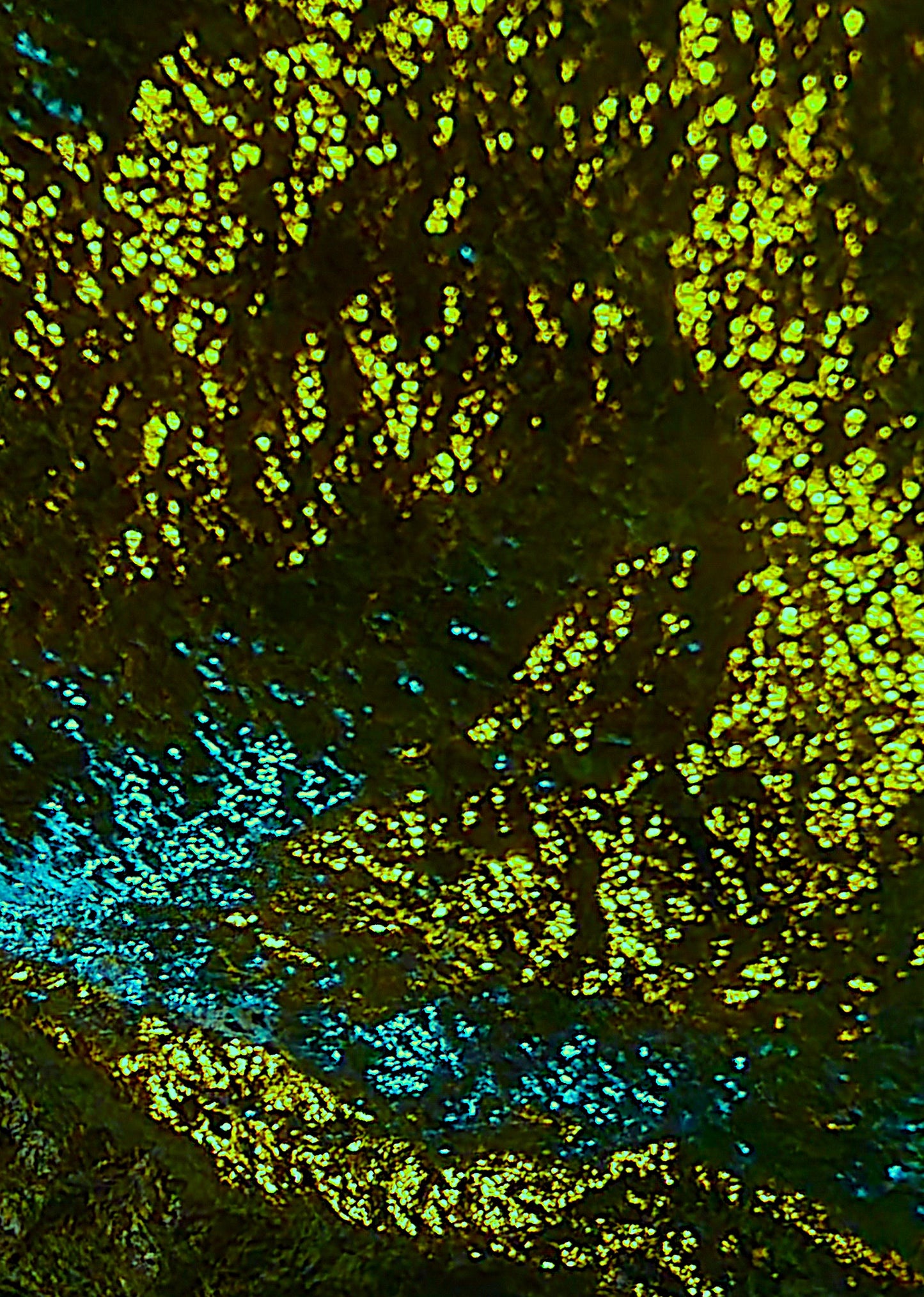 Cool Forest, 2023, digital photography, 10 x 14 in. / 25.4 x 35.56 cm.