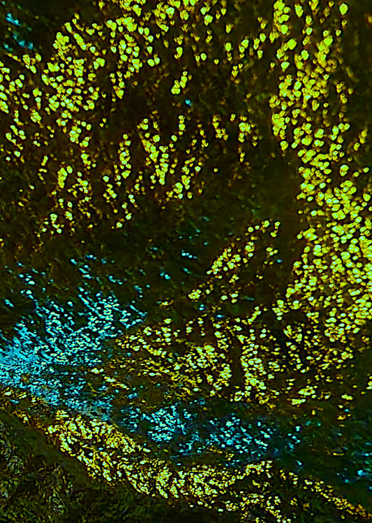 Cool Forest, 2023, digital photography, 10 x 14 in. / 25.4 x 35.56 cm.