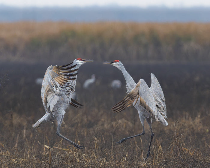 Cornfield Battle, 2024, photograph, 11 x 14 in. / 27.94 x 35.56 cm.