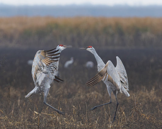 Cornfield Battle, 2024, photograph, 11 x 14 in. / 27.94 x 35.56 cm.