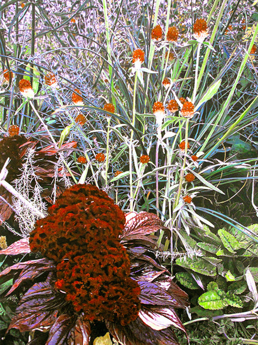 Crested Cockscomb, 2022, oil, 48 x 36 in. / 121.92 x 91.44 cm.